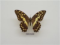 藏品(南非蝴蝶(二))的圖片